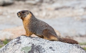 This is a marmot. That is all. 